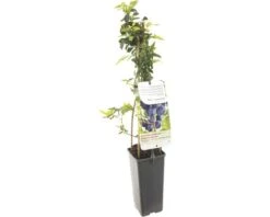 FLORASELF® Blauwe Bes Vaccinium Corybosum 'Hortblue Petite' Potmaat Ø 10 Cm