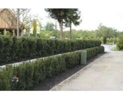 FLORASELF Venijnboom Taxus Baccata H 100-125 Cm 15 St. Ca. 6 Meter Haag