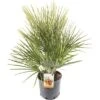 FLORASELF® Europese Dwergpalm Chamaerops Humilis Potmaat Ø 23 Cm