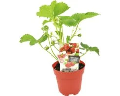 FLORASELF Aardbei Fragaria X Ananassa Elsanta Potmaat Ø 13,0 Cm H 5-15 Cm