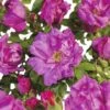 FLORASELF® Struikroos Rugosa ‘Zwerg’ Roze/violet