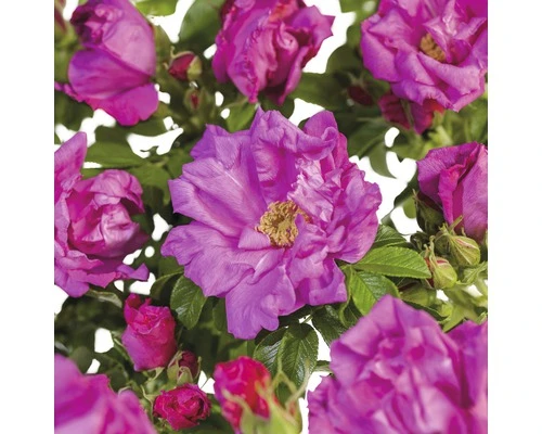 FLORASELF® Struikroos Rugosa ‘Zwerg’ roze/violet FLORASELF® Struikroos Rugosa ‘Zwerg’ Roze/violet -Tuinwinkel DV 8 10065414 01 4c NL 20190423111756