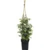FLORASELF® Klimroos Rosa 'Pirouette'™ Courtyard® Potmaat Ø 18 Cm