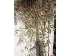 NATURE Regenpijpklimrek Groen 18x145 Cm 2 NATURE Regenpijpklimrek Groen 18x145 Cm -Tuinwinkel DV 8 10116988 02 4c NL 20210429151652