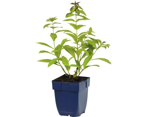 FLORASELF Vlambloem Phlox paniculata Ø 11 cm FLORASELF Vlambloem Phlox Paniculata Ø 11 Cm -Tuinwinkel DV 8 10167860 02 4c DE 20191216064653