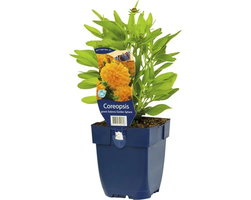 FLORASELF Meisjesogen Coreopsis grandiflora 'Solana Gloden Sphere' Ø 11 cm FLORASELF Meisjesogen Coreopsis Grandiflora 'Solana Gloden Sphere' Ø 11 Cm -Tuinwinkel DV 8 10167923 01 4c DE 20200704221656