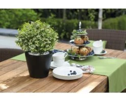 BRAZELBERRY Bosbes Vaccinium BrazelBerry ® 'Berry Bux' ® Potmaat Ø 10 Cm H 10-12 Cm