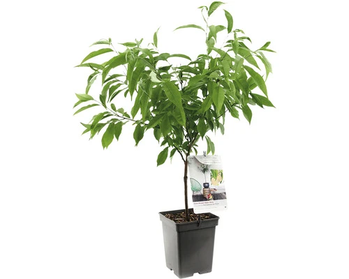 FLORASELF Dwergperzik Dwergperzik 'Ice Peach' potmaat Ø 18 cm H 50 cm FLORASELF Dwergperzik Dwergperzik 'Ice Peach' Potmaat Ø 18 Cm H 50 Cm -Tuinwinkel DV 8 10178636 01 4c NL 20220507221701