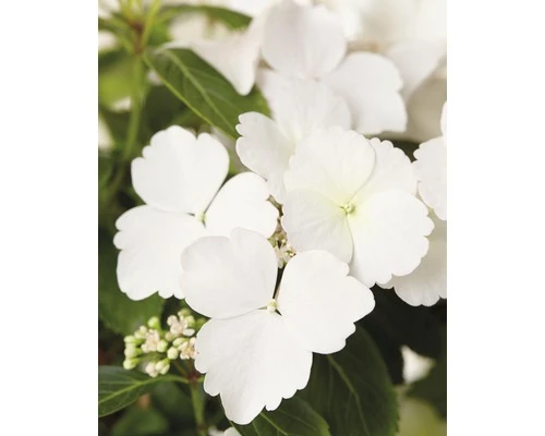 FLORASELF Hortensia Hydrangea Runaway Bride ® 'Snow White' potmaat Ø 19.0 cm H 40-50 cm FLORASELF Hortensia Hydrangea Runaway Bride ® 'Snow White' Potmaat Ø 19.0 Cm H 40-50 Cm -Tuinwinkel DV 8 10189500 01 4c DE 20191020211659