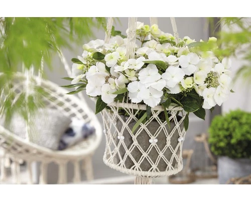 FLORASELF Hortensia Hydrangea Runaway Bride ® 'Snow White' potmaat Ø 19.0 cm H 40-50 cm FLORASELF Hortensia Hydrangea Runaway Bride ® 'Snow White' Potmaat Ø 19.0 Cm H 40-50 Cm -Tuinwinkel DV 8 10189500 02 4c DE 20191022144758