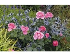 Roos Rosa 'Desiree' Potmaat Ø 23.0 Cm H 30-40 Cm