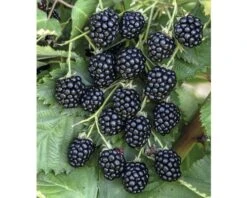 FLORASELF Braam Rubus Fruticosus 'Navaho Bigandearly' ® Potmaat Ø20 Cm H 30-40 Cm