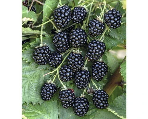 FLORASELF Braam Rubus fruticosus 'Navaho Bigandearly' ® potmaat Ø20 cm H 30-40 cm FLORASELF Braam Rubus Fruticosus 'Navaho Bigandearly' ® Potmaat Ø20 Cm H 30-40 Cm -Tuinwinkel DV 8 10292569 01 4c DE 20200422104753