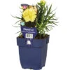 FLORASELF Anjer Dianthus 'Sunflor® Yellow Bling Bling' Potmaat Ø 11 Cm H 5-30 Cm