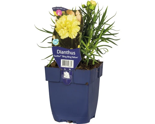 FLORASELF Anjer Dianthus 'Sunflor® Yellow Bling Bling' potmaat Ø 11 cm H 5-30 cm FLORASELF Anjer Dianthus 'Sunflor® Yellow Bling Bling' Potmaat Ø 11 Cm H 5-30 Cm -Tuinwinkel DV 8 10351646 01 4c DE 20210424214654