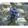 BRAZELBERRY Blauwe Bes Vaccinium BrazelBerry ® 'Perpetua' ® H 20-25 Cm