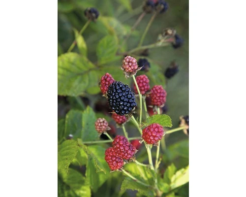BRAZELBERRY Braam Rubus BrazelBerry ® 'Baby Cakes' ® H 25-30 cm BRAZELBERRY Braam Rubus BrazelBerry ® 'Baby Cakes' ® H 25-30 Cm -Tuinwinkel DV 8 10357682 01 4c DE 20201222051655