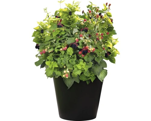 BRAZELBERRY Braam Rubus BrazelBerry ® 'Baby Cakes' ® H 25-30 cm BRAZELBERRY Braam Rubus BrazelBerry ® 'Baby Cakes' ® H 25-30 Cm -Tuinwinkel DV 8 10357682 02 4c DE 20220114161651