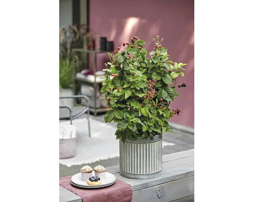 BRAZELBERRY Braam Rubus BrazelBerry ® 'Baby Cakes' ® H 25-30 cm BRAZELBERRY Braam Rubus BrazelBerry ® 'Baby Cakes' ® H 25-30 Cm -Tuinwinkel DV 8 10357682 04 4c NL 20220114201654