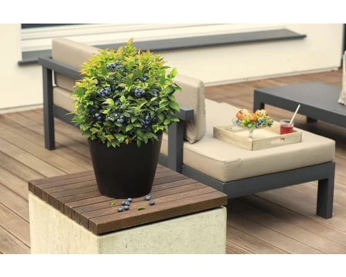 BRAZELBERRY Blauwe bes Vaccinium BrazelBerry ® 'Jelly Bean' ® H 20-25 cm BRAZELBERRY Blauwe Bes Vaccinium BrazelBerry ® 'Jelly Bean' ® H 20-25 Cm -Tuinwinkel DV 8 10357687 01 4c DE 20201222051655