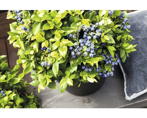 BRAZELBERRY Blauwe bes Vaccinium BrazelBerry ® 'Jelly Bean' ® H 20-25 cm BRAZELBERRY Blauwe Bes Vaccinium BrazelBerry ® 'Jelly Bean' ® H 20-25 Cm -Tuinwinkel DV 8 10357687 02 4c DE 20201222051655