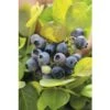 BRAZELBERRY Blauwe Bes Vaccinium BrazelBerry 'Perpetua' H 25-30 Cm