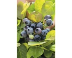 BRAZELBERRY Blauwe Bes Vaccinium BrazelBerry 'Perpetua' H 25-30 Cm