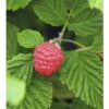 BRAZELBERRY Framboos Rubus BrazelBerry ® 'Raspberry Shortcake' ® H 25-30 Cm