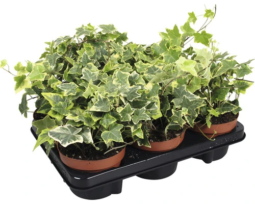 Planten set Klimop Hedera helix 'Goldchild' geel-groen potmaat Ø 13 cm H 10-20 cm 6-pack Planten Set Klimop Hedera Helix 'Goldchild' Geel-groen Potmaat Ø 13 Cm H 10-20 Cm 6-pack -Tuinwinkel DV 8 10458753 03 4c DE 20210715051659