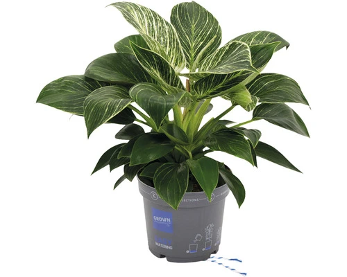 FLORASELF Philodendron white wave potmaat Ø 17 cm H 50-60 cm FLORASELF Philodendron White Wave Potmaat Ø 17 Cm H 50-60 Cm -Tuinwinkel DV 8 10528321 02 4c DE 20220714134656