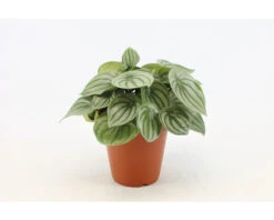 FLORASELF Watermeloenplant Peperomia Argyreia Potmaat Ø 15 Cm H 25 Cm