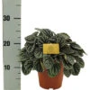FLORASELF Watermeloenplant Peperomia Burbella Potmaat Ø 15 Cm H 25 Cm