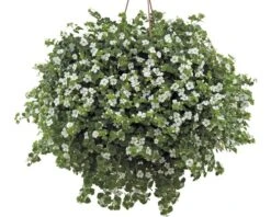 FLORASELF Tapijtbloem Bacopa Sutera Cordata Potmaat Ø 10.5 Cm