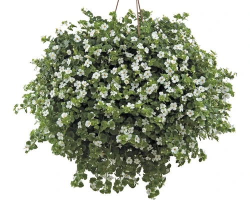 FLORASELF Tapijtbloem Bacopa sutera cordata potmaat Ø 10.5 cm FLORASELF Tapijtbloem Bacopa Sutera Cordata Potmaat Ø 10.5 Cm -Tuinwinkel DV 8 1920894 01 4c CH 20201013074750
