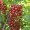 FLORASELF® Rode Aalbes Ribes Rubrum 'Jonkheer Van Tets' Potmaat Ø 10 Cm