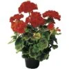 FLORASELF Geranium Pelargonium Zonale Potmaat Ø 10.5 Cm