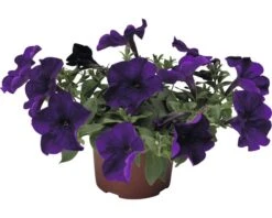 FLORASELF Petunia Petunia X Atkinsiana Potmaat Ø 10.5 Cm