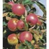 FLORASELF® Appelboom Malus Domestica Starline ® 'Red River'