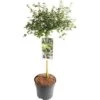 FLORASELF® Amerikaanse Sering Op Stam Ceanothus Thyrsiflorus Var. Repens Lichtblauw
