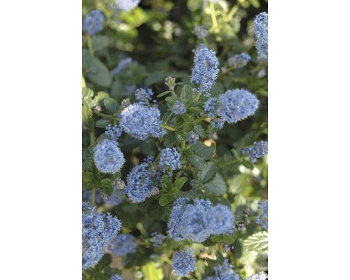 FLORASELF® Amerikaanse sering op stam Ceanothus thyrsiflorus var. repens Lichtblauw FLORASELF® Amerikaanse Sering Op Stam Ceanothus Thyrsiflorus Var. Repens Lichtblauw -Tuinwinkel DV 8 5730096 03 4c NL 20180502112516