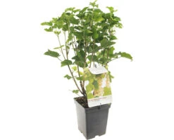 FLORASELF Witte Aalbes Ribes Rubrum 'White Pearl' Potmaat Ø 18 Cm H 25 Cm