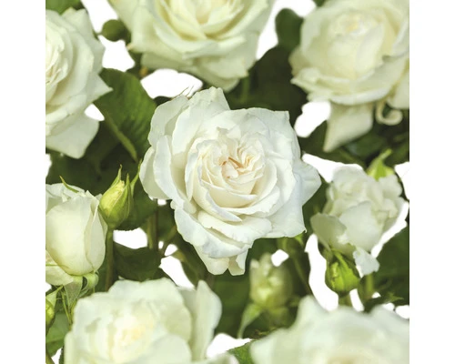 FLORASELF Struikroos Rosa 'Sherwood Forest' potmaat Ø 14 cm H 5-10 cm FLORASELF Struikroos Rosa 'Sherwood Forest' Potmaat Ø 14 Cm H 5-10 Cm -Tuinwinkel DV 8 5994580 01 4c NL 20220628134658