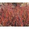 FLORASELF Baardgras Andropogon Gerardii 'Red October' Potmaat Ø 19 Cm H 20-100 Cm