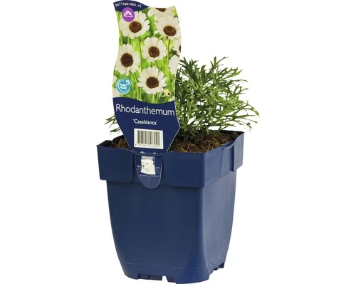 FLORASELF Margriet Rhodanthemum 'Casablanca' potmaat Ø 11 cm H 5-10 cm FLORASELF Margriet Rhodanthemum 'Casablanca' Potmaat Ø 11 Cm H 5-10 Cm -Tuinwinkel DV 8 6018063 01 4c DE 20200316101754