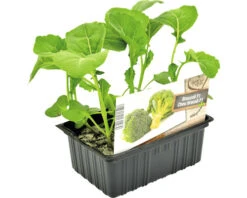 FLORASELF Broccoli Brassica Oleracea Botrytis Cymosa H 3-5 Cm Set 6 St