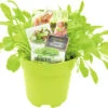 FLORASELF Rucola Eruca Sativa Potmaat Ø 13,0 Cm H 5-15 Cm