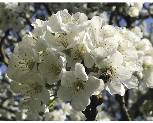 FLORASELF Dwergkers Prunus avium 'Nadino' potmaat Ø 26 cm H 60-80 cm FLORASELF Dwergkers Prunus Avium 'Nadino' Potmaat Ø 26 Cm H 60-80 Cm -Tuinwinkel DV 8 6707895 01 4c DE 20200408171656