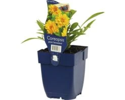 FLORASELF Meisjesogen Coreopsis Grandiflora Ø 11 Cm