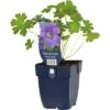 FLORASELF Ooievaarsbek Geranium Renardii 'Philippe Vapelle' Ø 11 Cm