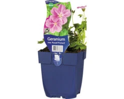 FLORASELF Ooievaarsbek Geranium X Riversleaianum 'Russel Prichard' Ø 11 Cm